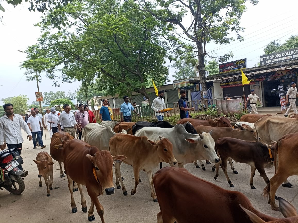 कांग्रेस का अनोखा प्रदर्शन मवेशी लेकर पहुंचें एसडीएम कार्यालय