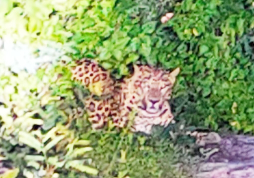 पोड़ के जंगल में दिखा तेंदुआ