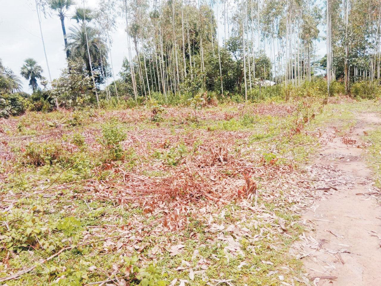 किसानों को अच्छे दामों का झांसा दे काटे सैकड़ों नीलगिरी पेड़, तेलंगाना फरार