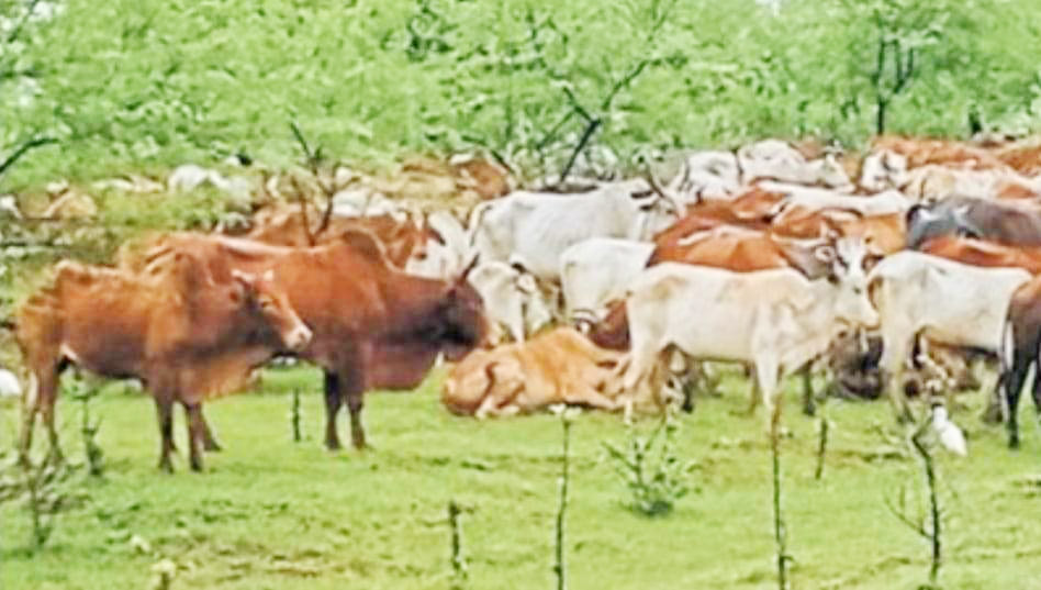 आवारा पशुओं से फसल बचाने किसान कर रहे चंदा