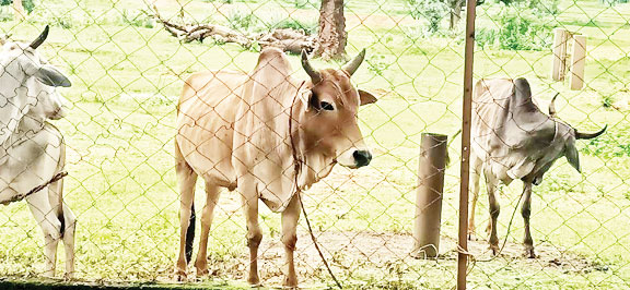 उप स्वास्थ्य केंद्र रात में बंद, 8 किमी दूर लखनपुर सीएचसी जाने की मजबूरी