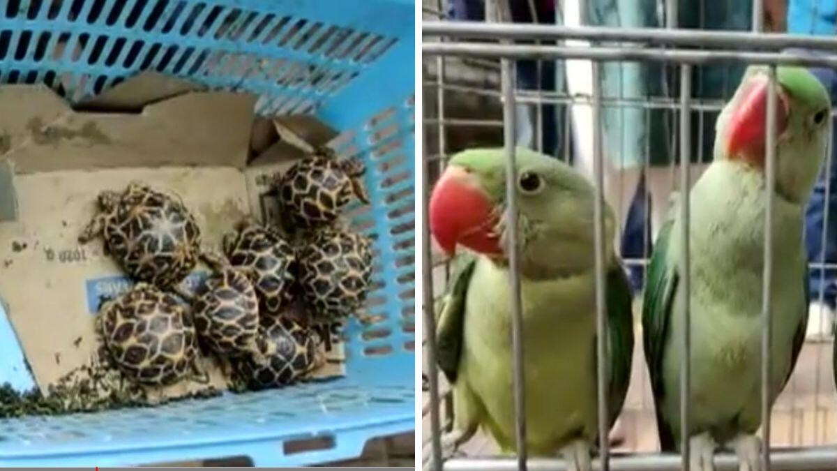 अब तोता पालने वालों को हो सकती है जेल पिंजरे में कैद पक्षियों को लेकर वन विभाग के आदेश 