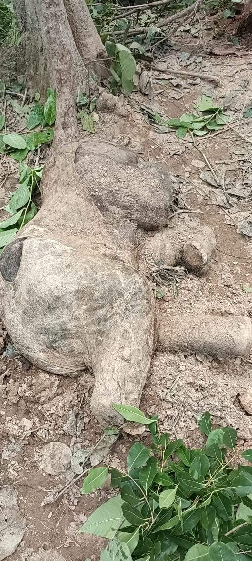 हाथी शावक मृत मिला हाथी शावक मृत मिला