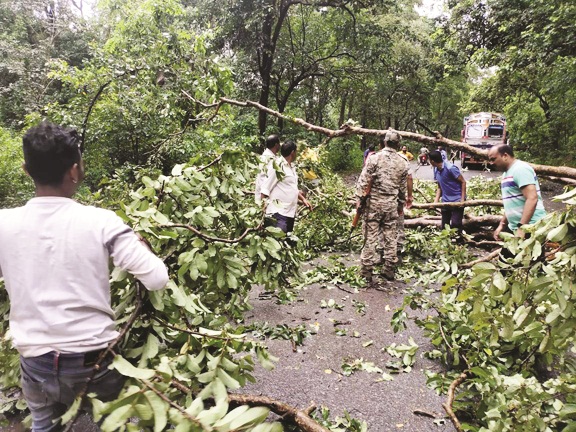 नेरली घाटी के मोड़ पर गिरा पेड़, जवानों ने रास्ता किया बहाल नेरली घाटी के मोड़ पर गिरा पेड़, जवानों ने रास्ता किया बहाल