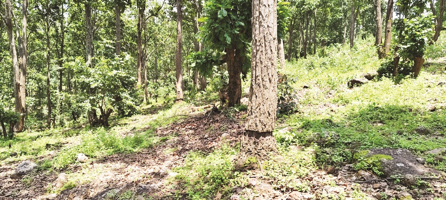 पथरीली भूमि पर अवैध कब्जा, जंगलों में पेड़ों की अवैध कटाई, सूचना देने के बाद भी कार्रवाई नहीं