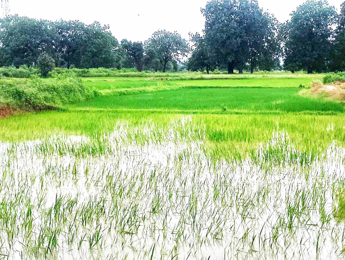 डबरी से सिंचाई की सुविधा पाकर किसान के सूखे खेतों में आई हरियाली