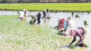 टूटा 10 साल का रिकॉर्ड, एक ही दिन में 125 मिमी बारिश, धान फसल को फायदा टूटा 10 साल का रिकॉर्ड, एक ही दिन में 125 मिमी बारिश, धान फसल को फायदा