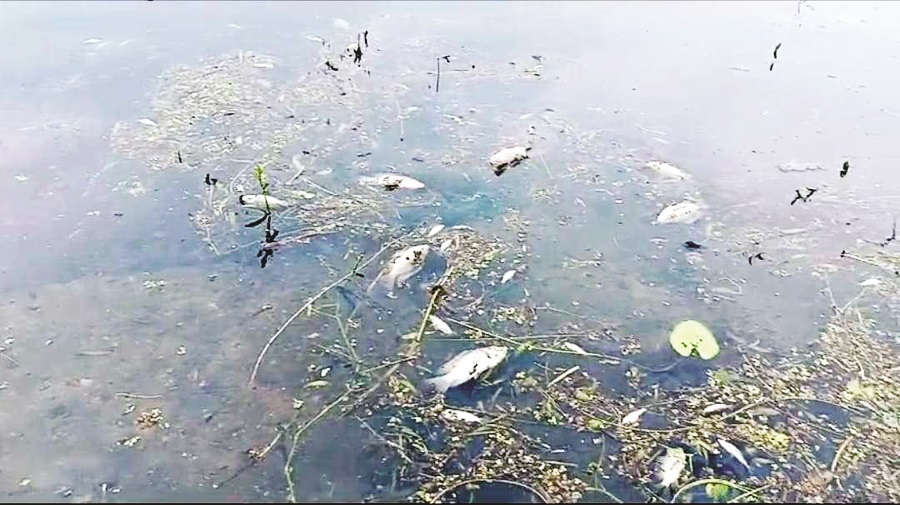 तालाब में ठेकेदार ने जहर डलवाया, हजारों मछलियों की मौत