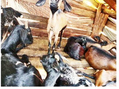 लखपति दीदी: बिहान विशेष पिछड़ी जनजाति  की महिलाओं के जीवन में बदलाव