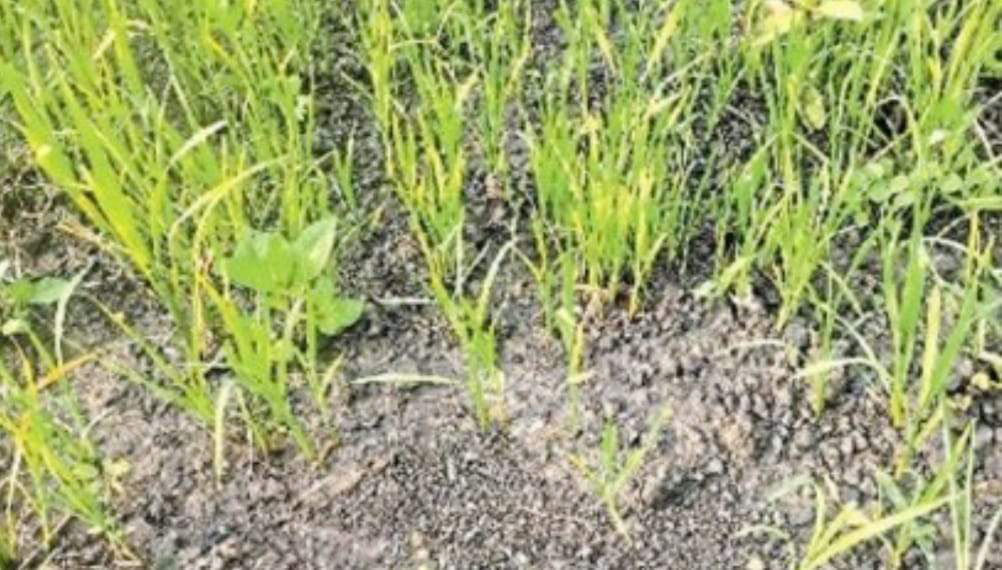 ट्रांसफॉर्मर खराब, सिंचाई नहीं होने से सूखने लगी फसलें ट्रांसफॉर्मर खराब, सिंचाई नहीं होने से सूखने लगी फसलें