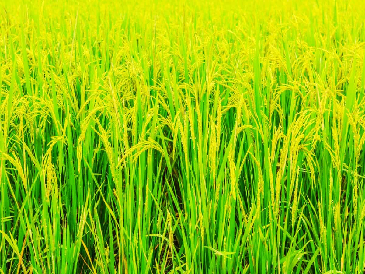 अच्छी बारिश से खेतों में हरियाली, किसान खुश अच्छी बारिश से खेतों में हरियाली, किसान खुश