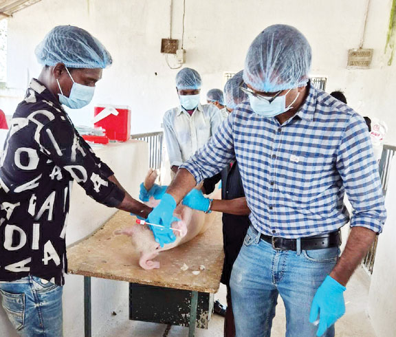 सुअरों को गंभीर बीमारी से बचाव के लिए वैक्सीन ट्रायल शुरू