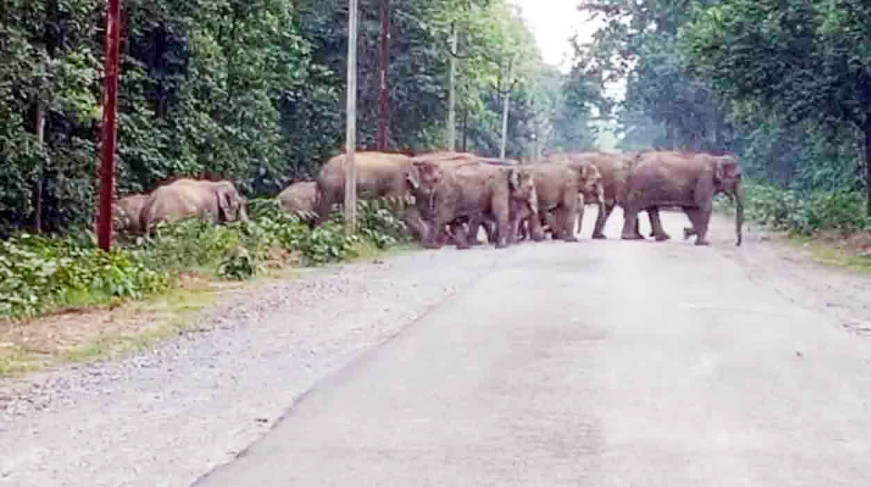 एक बार फिर सडक़ पर हाथी दल, कई घंटे थमे रहे पहिए एक बार फिर सडक़ पर हाथी दल, कई घंटे थमे रहे पहिए
