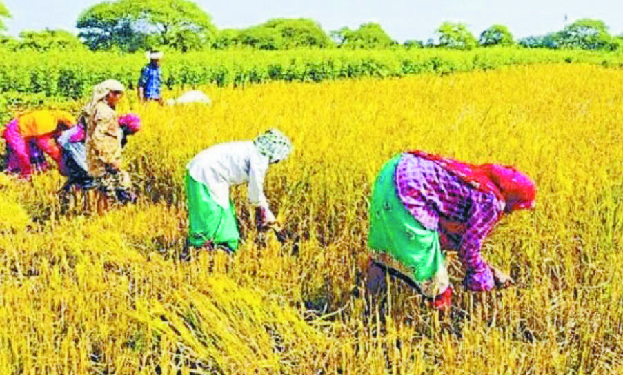 कटने लगी अर्ली वैरायटी के धान कटने लगी अर्ली वैरायटी के धान