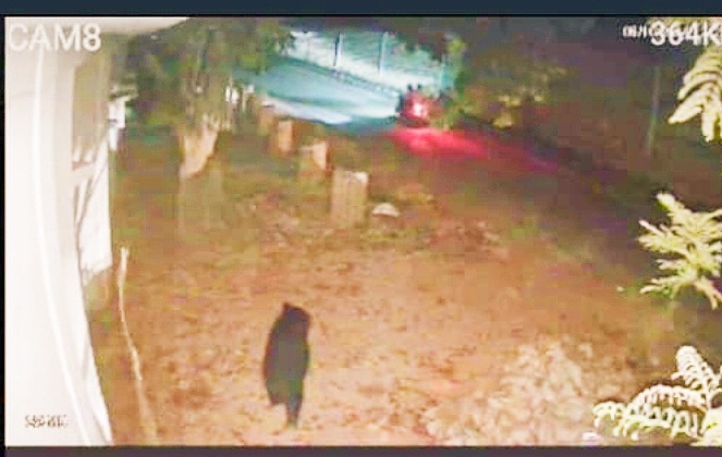 घरों में पहुंचा भालू: दाना, कनकी, कोंढ़ा खाकर निकल गया घरों में पहुंचा भालू: दाना, कनकी, कोंढ़ा खाकर निकल गया