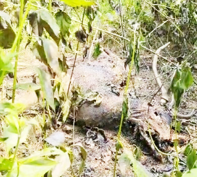   तीर से घायल हिरण का क्षत विक्षत मिला शव  अंतिम संस्कार