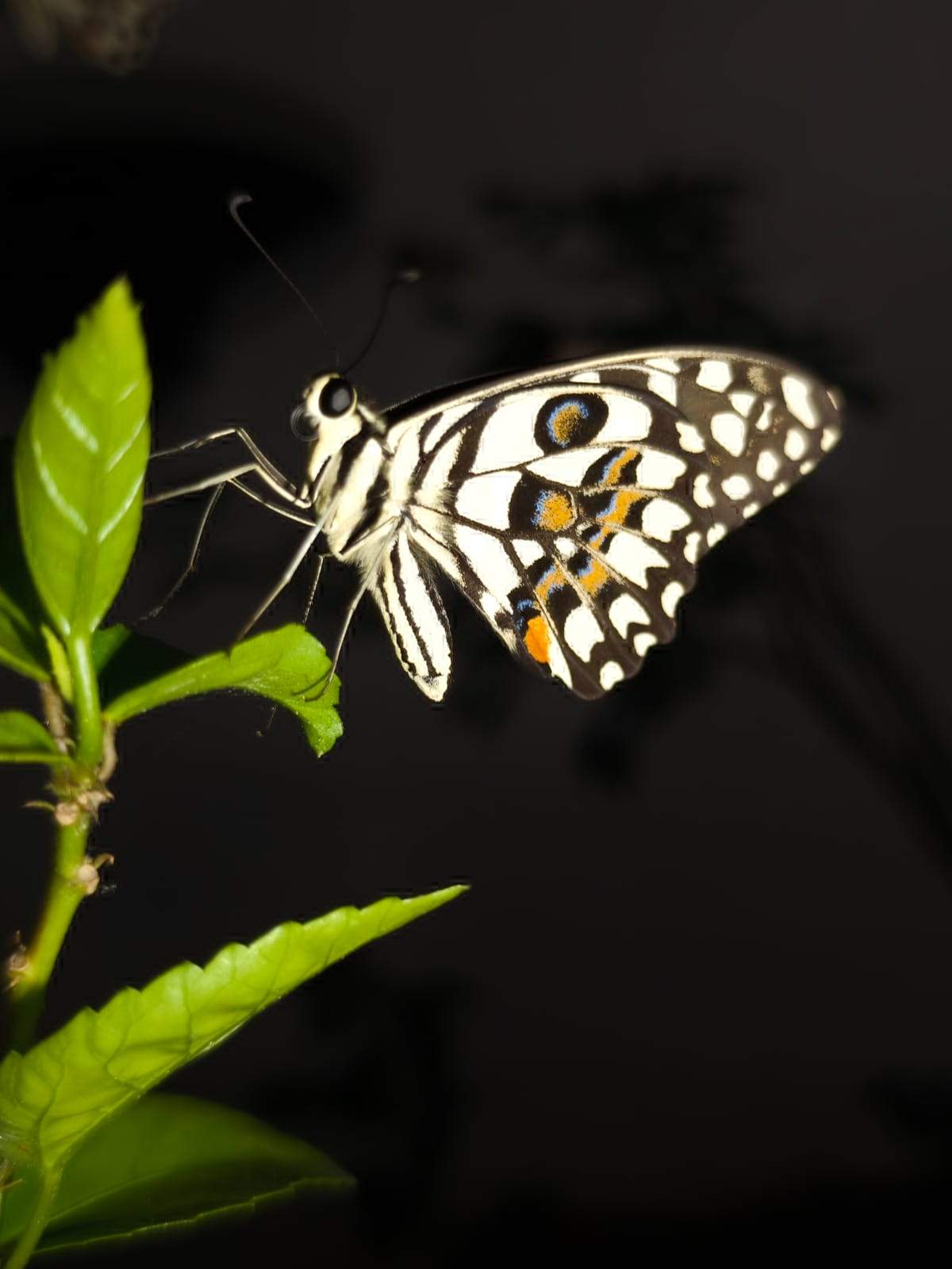 बारनवापारा अभ्यारण्य में 21 से 23 तक बटरफ्लाई मीट 