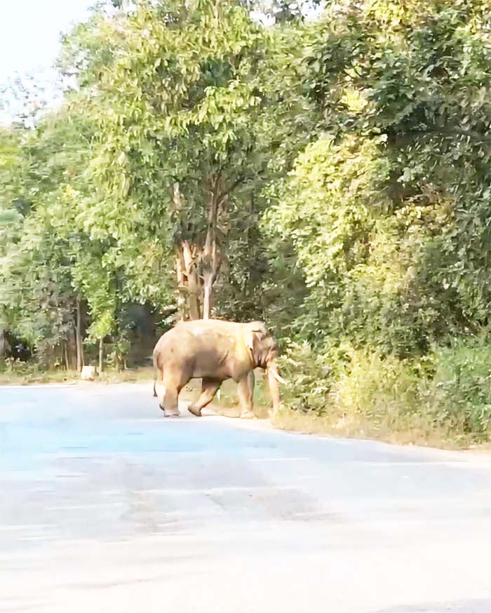 हाथी ने बुजुर्ग को कुचला, मौत