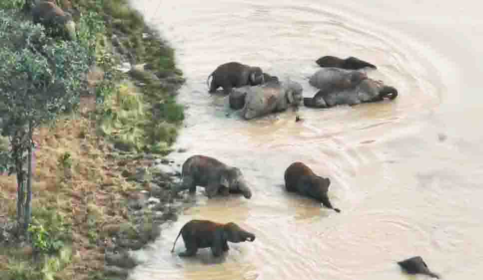 जंगलों के बीच पानी में खेलते-कूदते नजर आया हाथीदल 