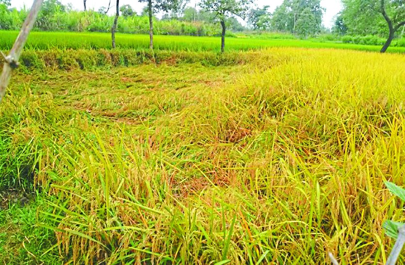 धान की खड़ी फ सल में कीटों का प्रकोप धान की खड़ी फ सल में कीटों का प्रकोप