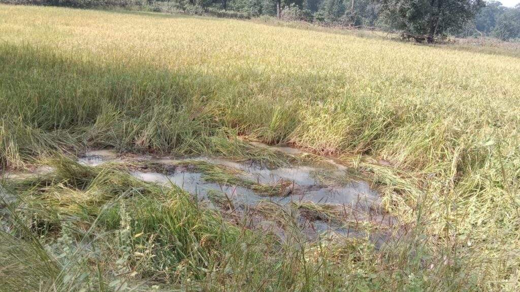 रात में हाथी दल पहुंचा खरसिया रेंज, फसलें रौंदी रात में हाथी दल पहुंचा खरसिया रेंज, फसलें रौंदी