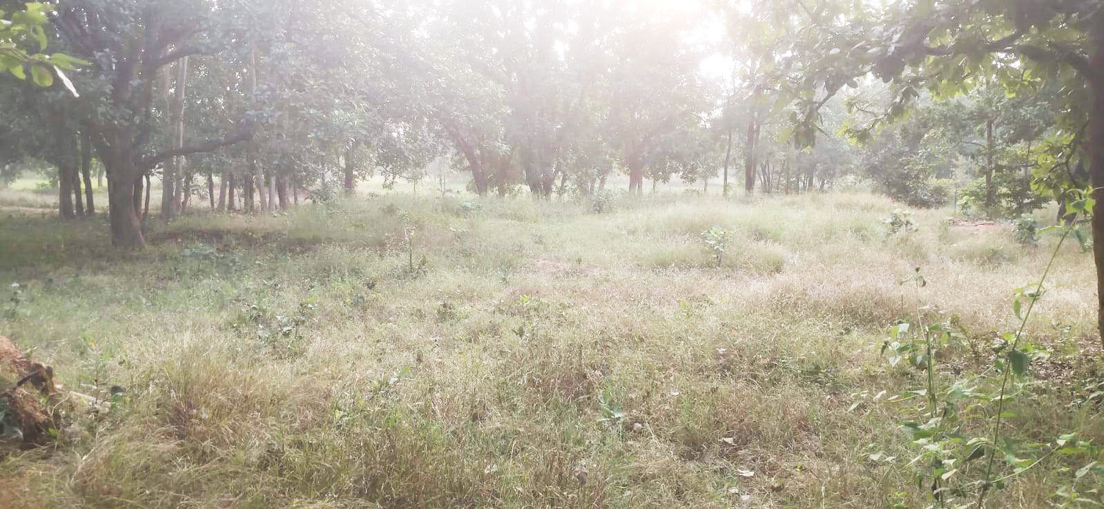 आदिवासी जमीन को गैर आदिवासी जमीन बता फर्जी बिक्री