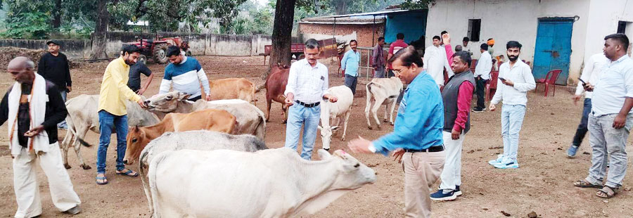गौमाता की पूजा कर गुड़ खिलाया