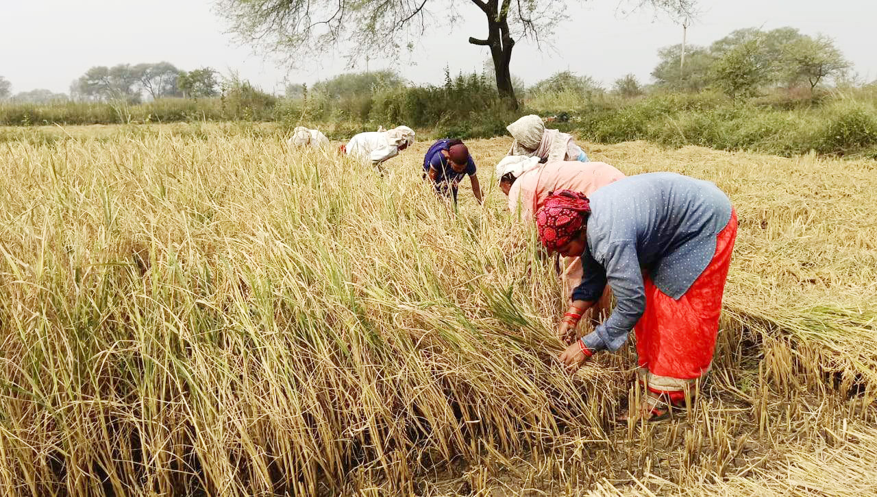 फसल कटाई में तेजी, तीन दिन बाद समर्थन मूल्य पर धान खरीदी फसल कटाई में तेजी, तीन दिन बाद समर्थन मूल्य पर धान खरीदी