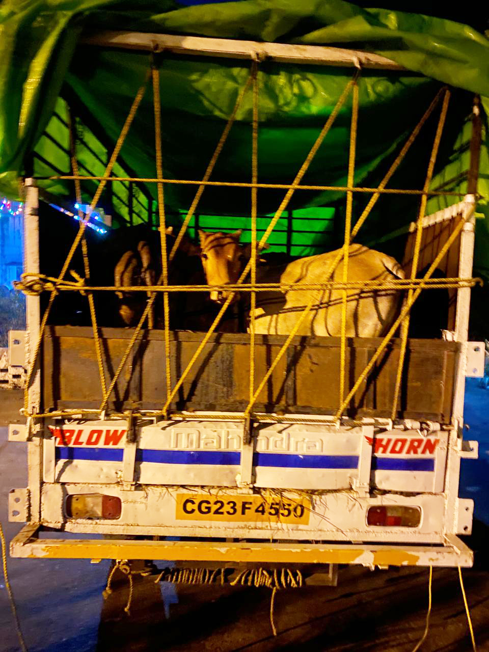 बसना में सडक़ों से हटाईं 400 गायें लापता! बसना में सडक़ों से हटाईं 400 गायें लापता!