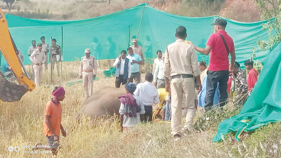 हाथी का शव मिला, जांच शुरू पीएम रिपोर्ट का इंतजार