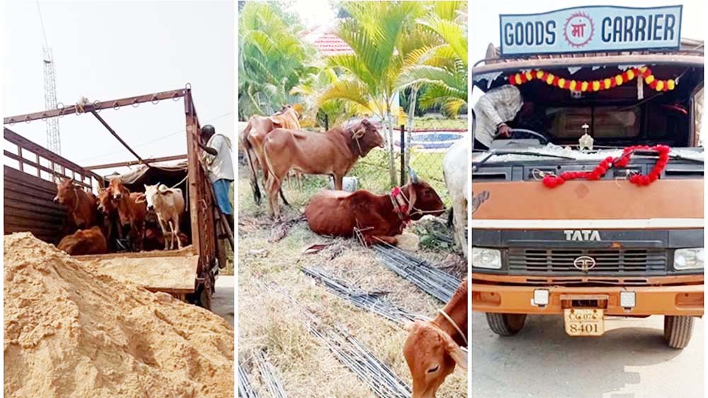 गौ तस्करी मवेशियों से भरी वाहन जब्त, तस्कर फरार