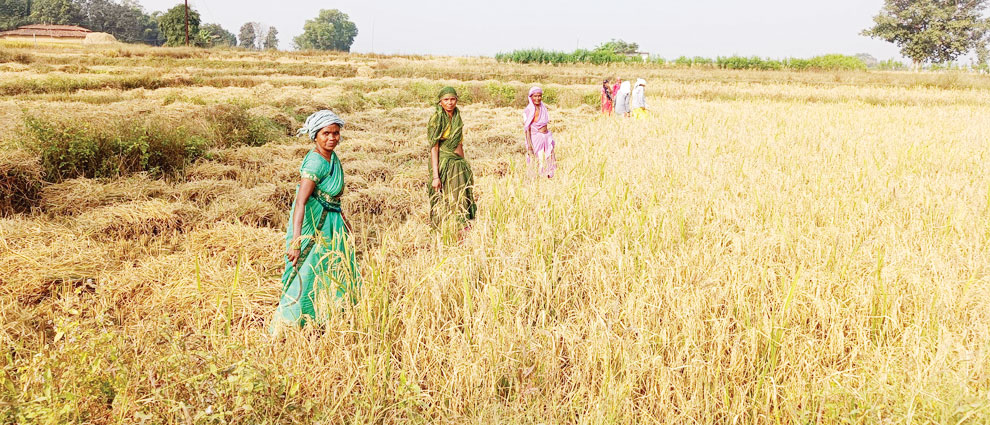 14 से जिले के 54 उपार्जन केंद्रों में शुरू होगी धान खरीदी