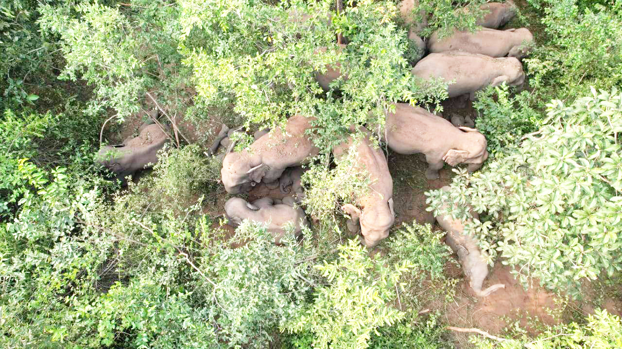 हाथियों के दल को पहाड़ से नीचे उतारने छोड़े गुड़-महुआ के लड्डू, ताकि बेहोश कर इलाज शुरू हो सकें