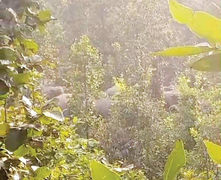 हाथीदल पहुंचा लुण्ड्रा, ग्रामीणों में दहशत