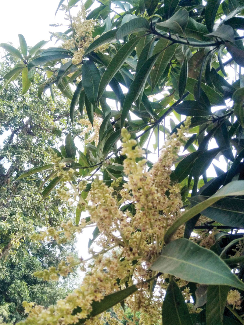 बौराये आम
