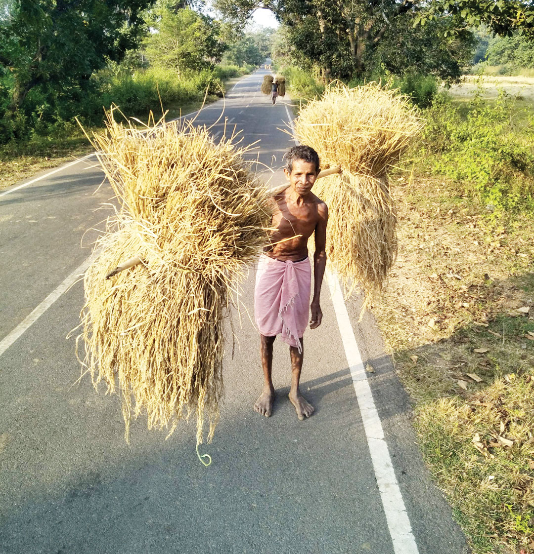 कोठारों में पहुंच रहा धान