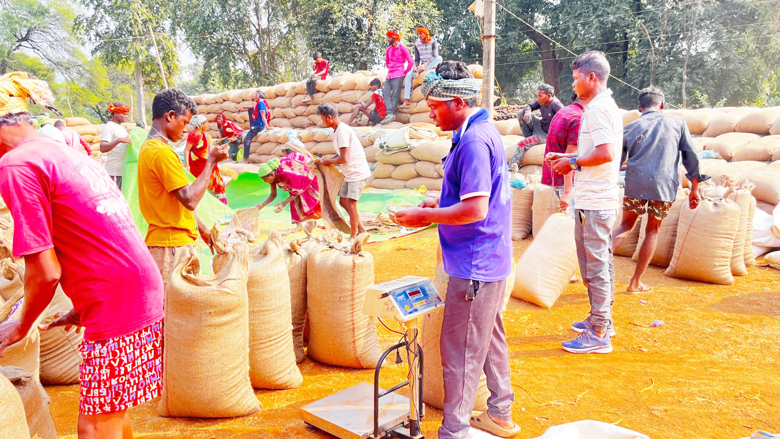 जशपुर में अब तक 3156.76 मीट्रिक टन धान खरीदी 