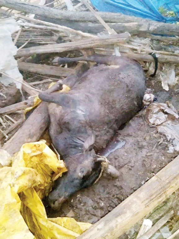 हाथी ने दो भैंस और एक गाय को मारा