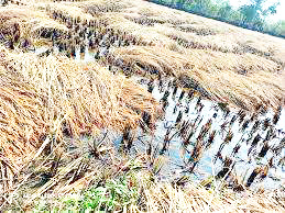 चक्रवाती तूफान फेंगल से बारिश, खेतों में रखा धान भीगा