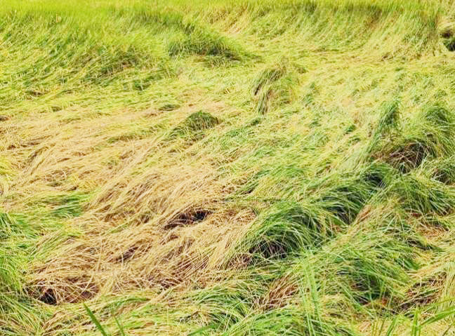 बेमौसम बारिश: खेतों में सो गये धान के पौधे बेमौसम बारिश: खेतों में सो गये धान के पौधे