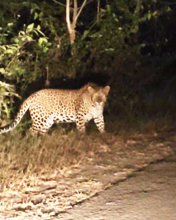 सडक़ पार करते दिखा तेंदुआ