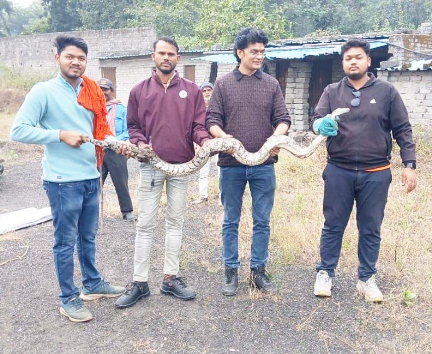 सर्प मित्रों ने 8 फीट अजगर का किया सुरक्षित रेस्क्यू