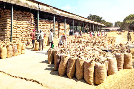 एकाएक खुला पोर्टल तो हजारों किसानों ने एक साथ कटाया टोकन, अब 15 जनवरी तक नहीं कटेगा, डेढ़ माह घरों-खलिहानों रहेगा धान