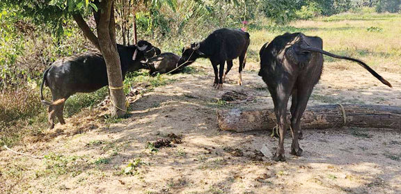 पुलिस को देख भागे तस्कर, पिकअप सहित 6 मवेशी बरामद पुलिस को देख भागे तस्कर, पिकअप सहित 6 मवेशी बरामद
