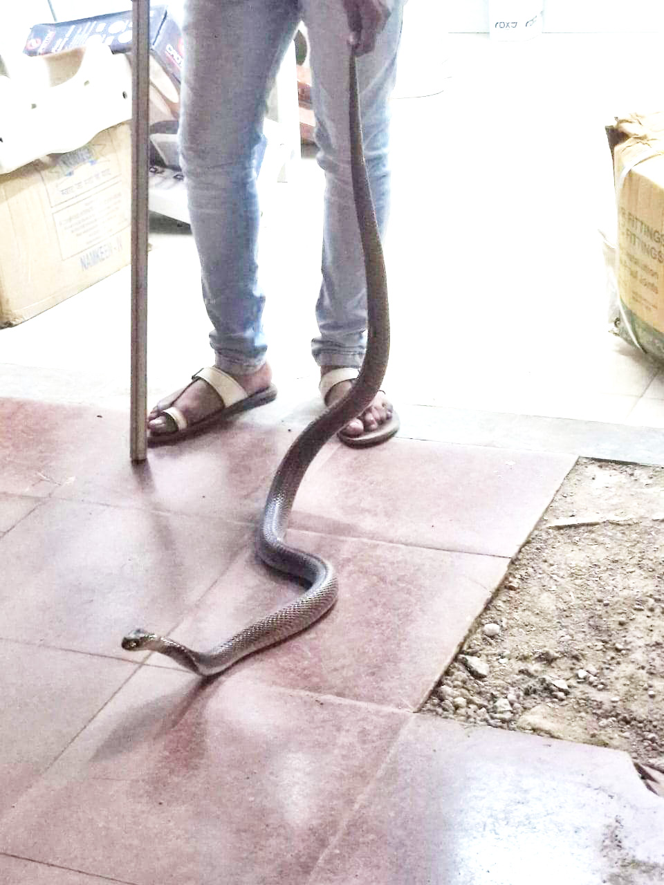 दुकान में घुसा 5 फीट का कोबरा 