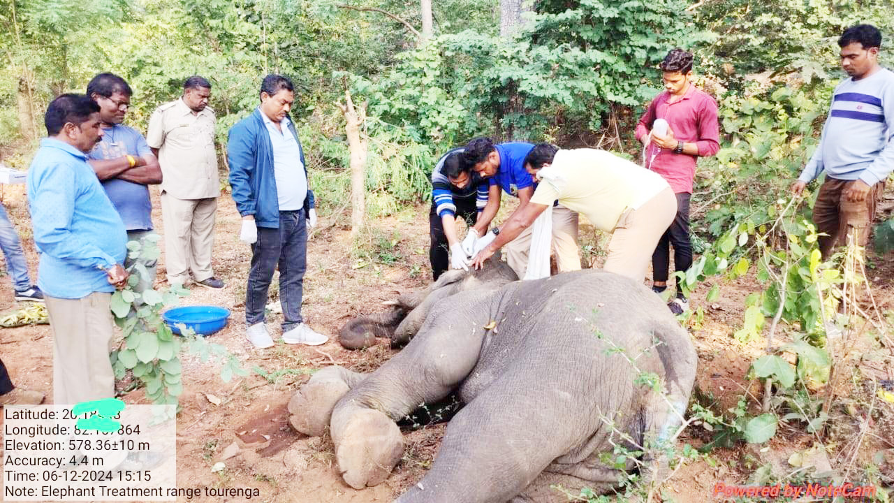 तबीयत बिगडऩे पर गिरा हाथी शावक, इलाज जारी