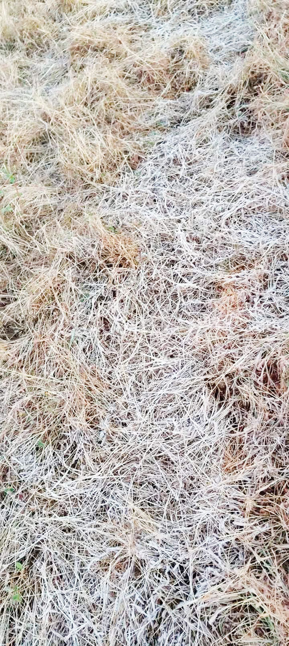 बलरामपुर में ठंड से युवक की मौत, न्यूनतम तापमान में गिरावट ने 36 बरस का रिकॉर्ड तोड़ा