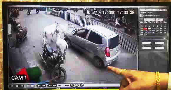 जनपद सदस्य की कार मेें फंसा बछड़ा घसीटते रहा जनपद सदस्य की कार मेें फंसा बछड़ा घसीटते रहा