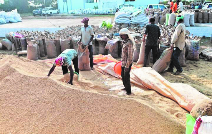 साढ़े 24 लाख क्विंटल की धान खरीदी साढ़े 24 लाख क्विंटल की धान खरीदी