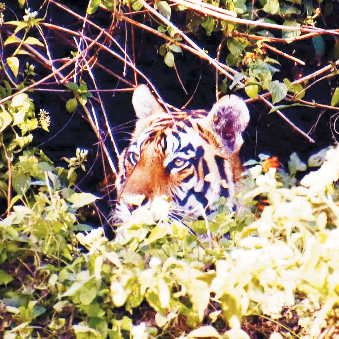 करोड़ों खर्च के बाद भी जंगलों में  वन्य जीवों को भोजन नसीब नहीं